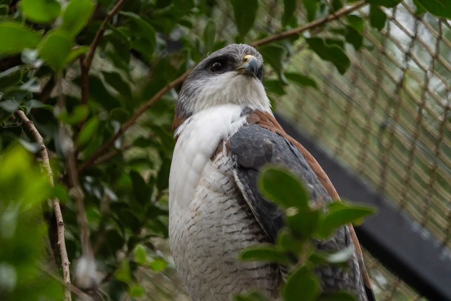 Llaima, aguilucho del Refugio